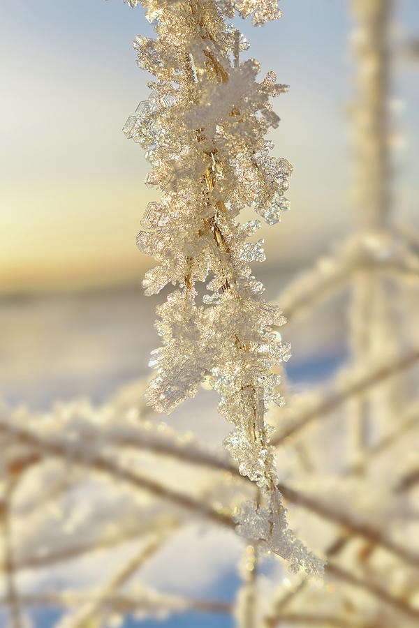Delicate frost crystals illuminated by the golden light of the low winter sun #1 Photograph by Intensivelight
