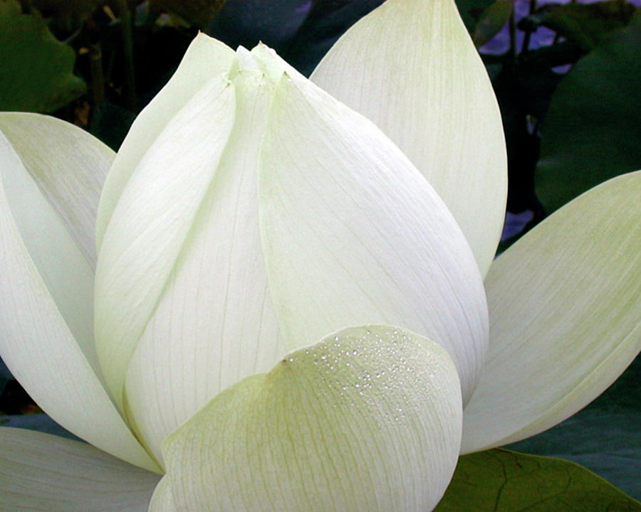 Delicate Lotus Iv #1 Photograph by Jim Christensen