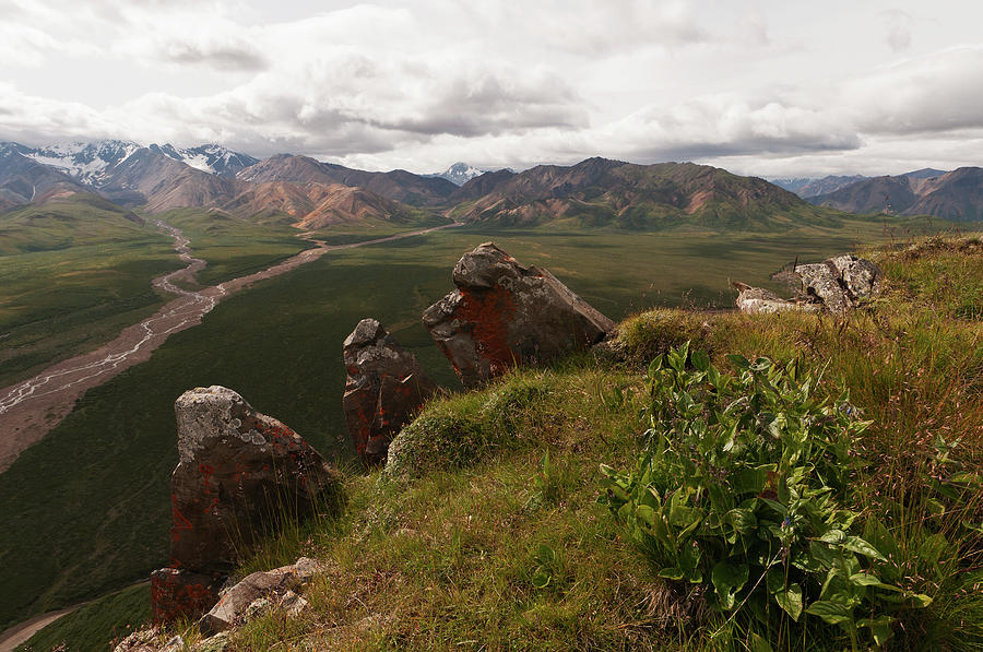 Denali Np Landscape #1 Photograph by John Elk