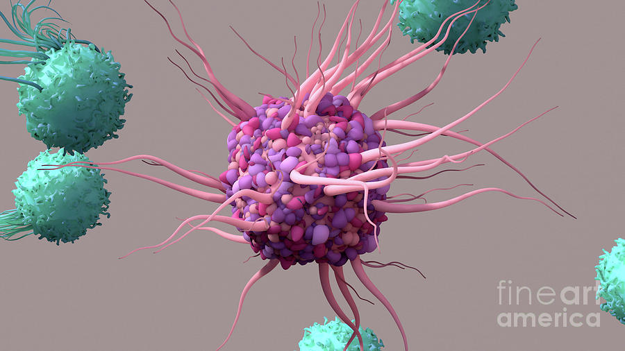 Dendritic Cell Activating T-cells #1 Photograph by Design Cells/science Photo Library