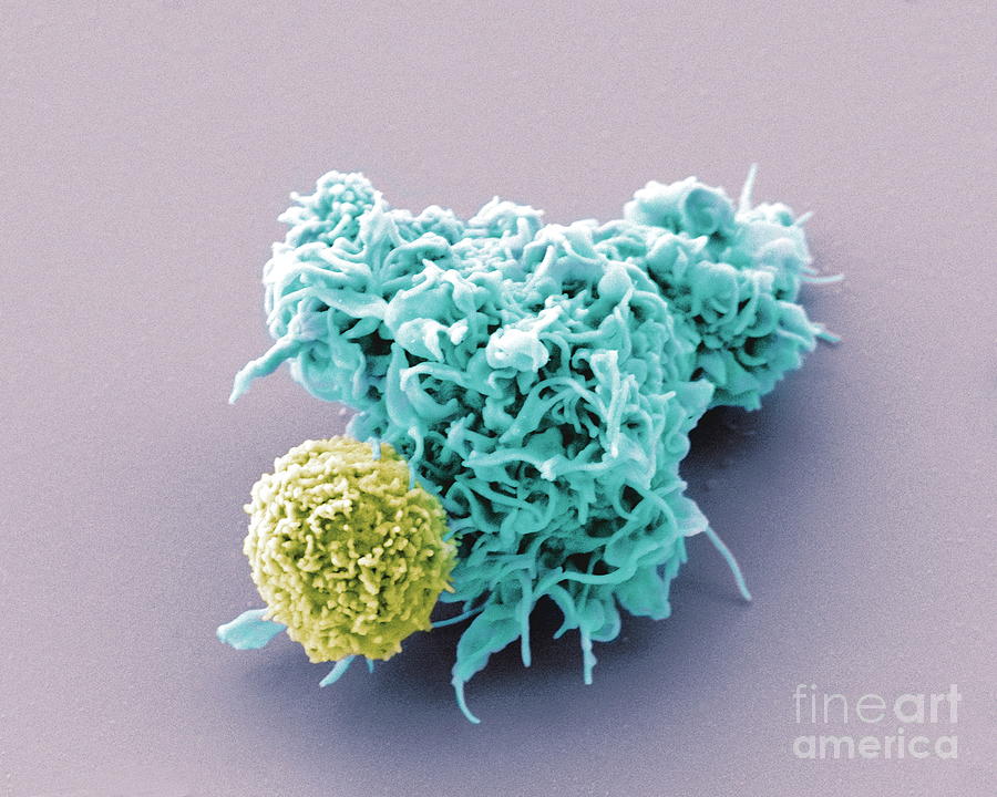 Dendritic Cell And Lymphocyte #1 Photograph by Dr Olivier Schwartz, Institute Pasteur/science Photo Library