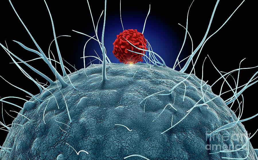 Dendritic Cell And T Cell #1 Photograph by Tim Vernon / Science Photo Library