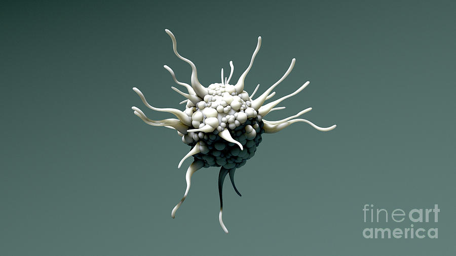 Dendritic Cell #1 Photograph by Design Cells/science Photo Library