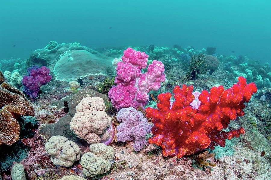 Dendronephthya Soft Corals Photograph By Georgette Douwma/science Photo ...