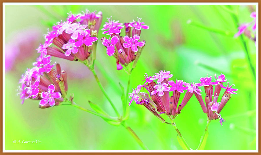 Deptford Pink Flowers #1 Photograph by A Macarthur Gurmankin