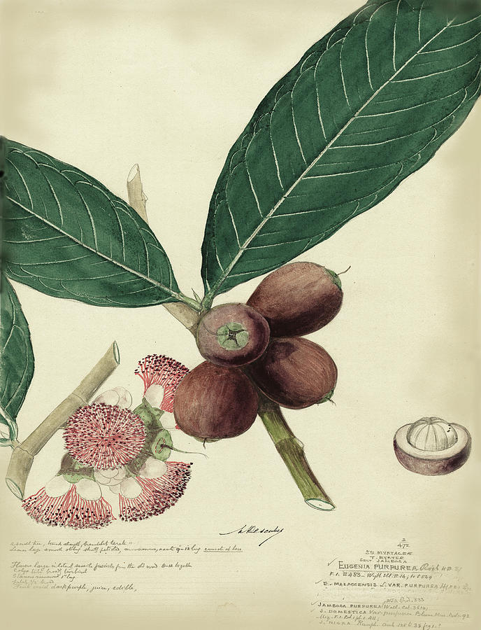 Fruit Painting - Descube Botanical Iv #1 by A. Descubes