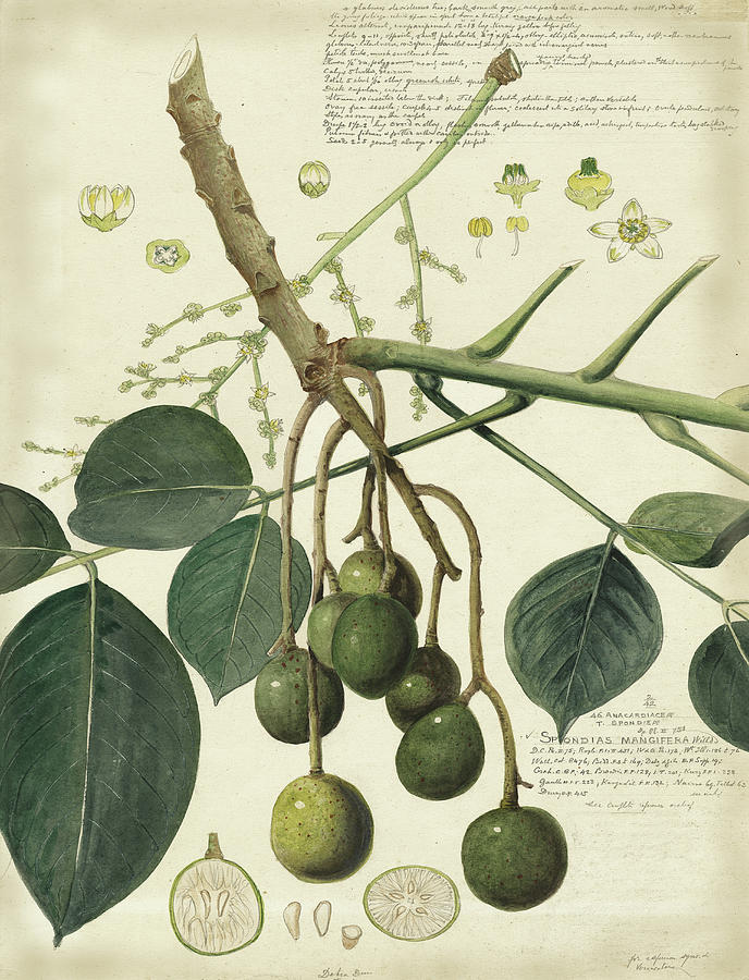 Leaves Painting - Descube Botanical Vi #1 by A. Descubes