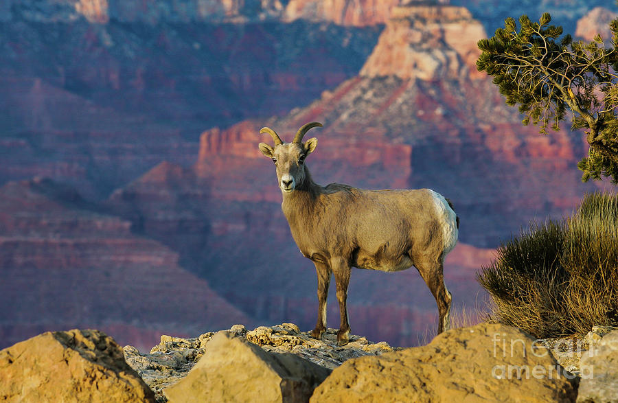 Desert Bighorn Sheep Grand Canyon Photograph by Webb Canepa Fine Art