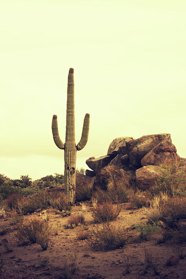 Desert Cactus - Classic Southwest #1 Photograph by Hillaryfox