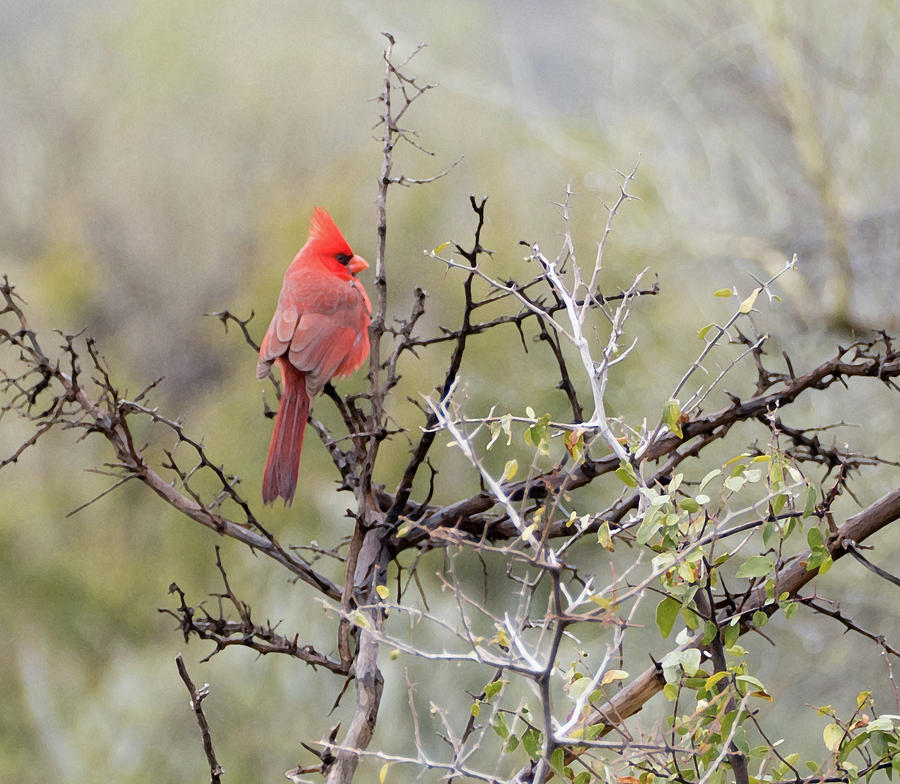 Desert Cardinal #1 Photograph by Laurel Powell