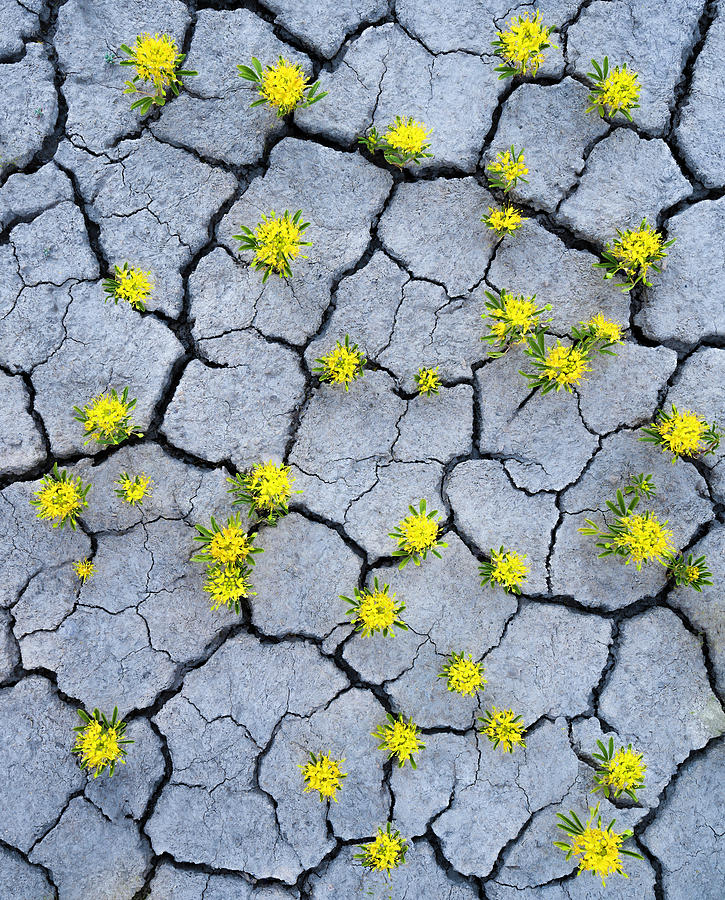 Flower Photograph - Desert Flowers by Larry Marshall