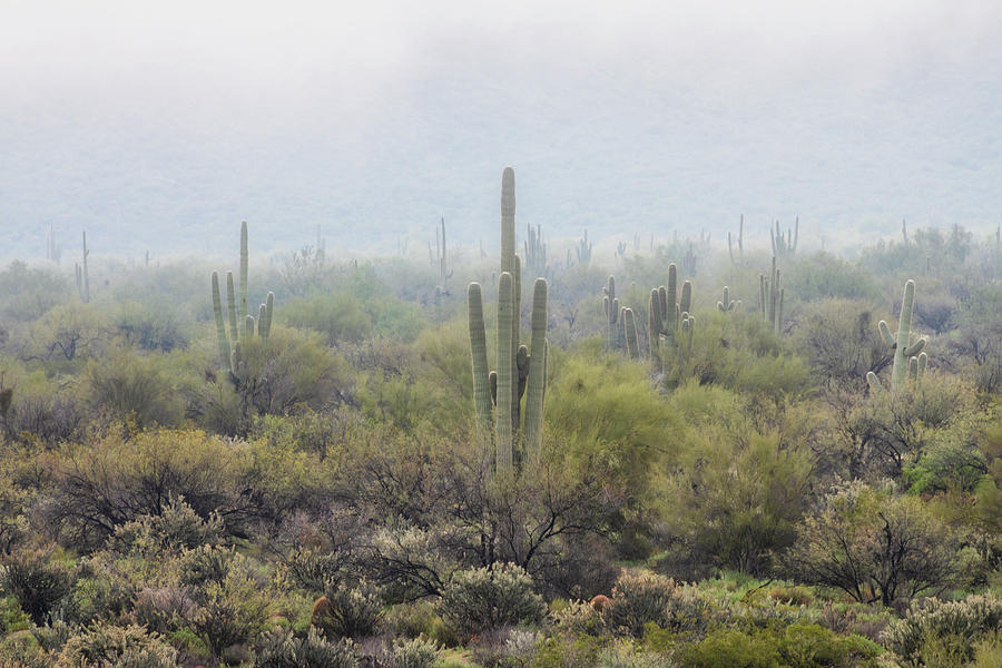 Desert Fog  #1 Photograph by Saija Lehtonen
