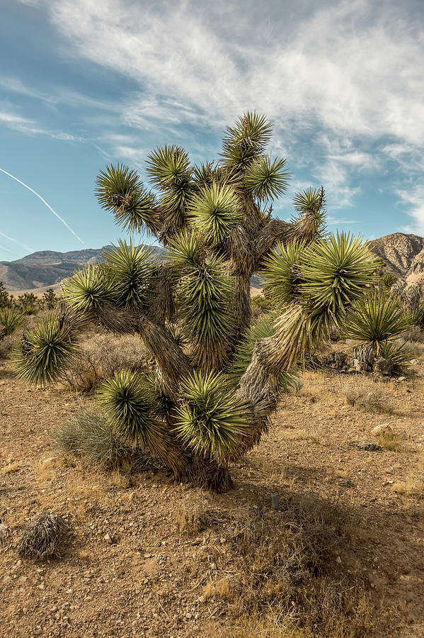 Desert Nature And Joshua Tree In Red Rock Canyon Nevada #1 Photograph by Alex Grichenko