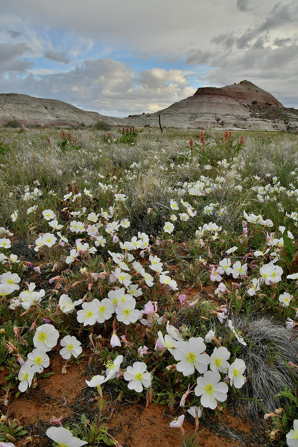 Desert Roses at Ruby Mountain #1 Photograph by Ray Mathis