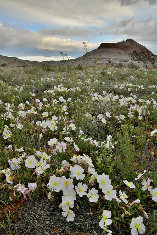 Desert Roses Bloom at Ruby Mountain #1 Photograph by Ray Mathis