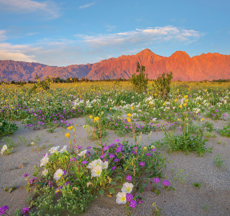 Desert Sand Verbena, Desert Sunflower, And Desert Lily Spring Bloom, Anza-borrego Desert State Park, California #1 Photograph by Tim Fitzharris