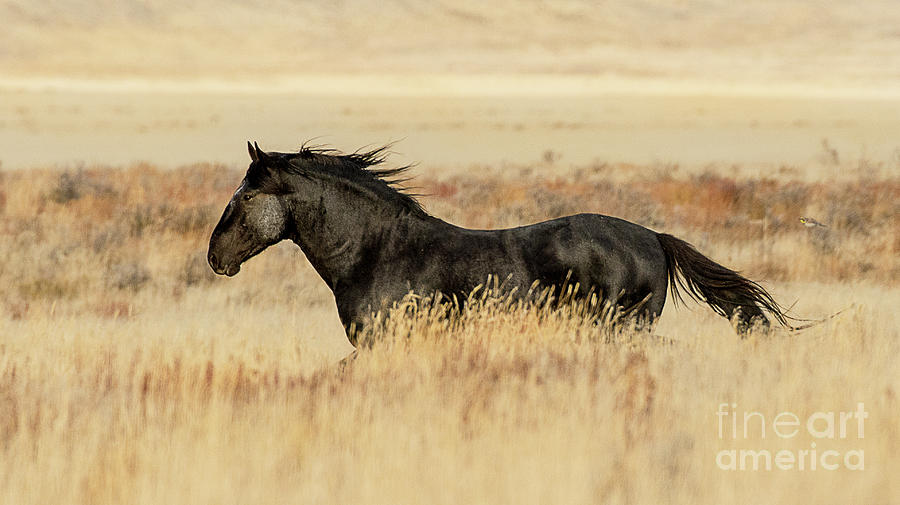 Desert Stallion #1 Photograph by Dennis Hammer
