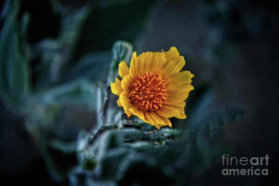 Desert Sunflower #1 Photograph by Robert Bales