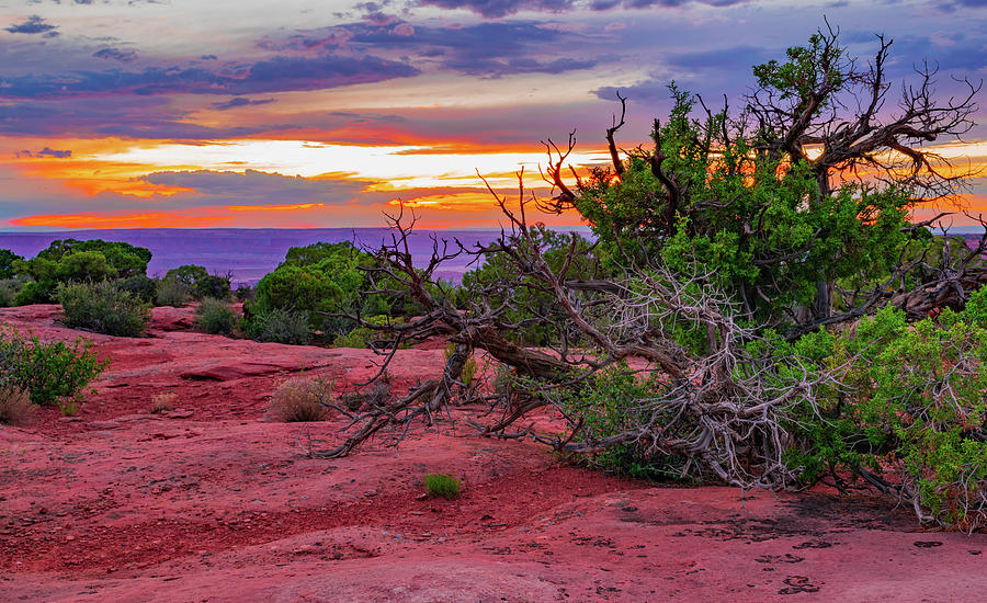 Desert Sunset #1 Photograph by Aaron Geraud