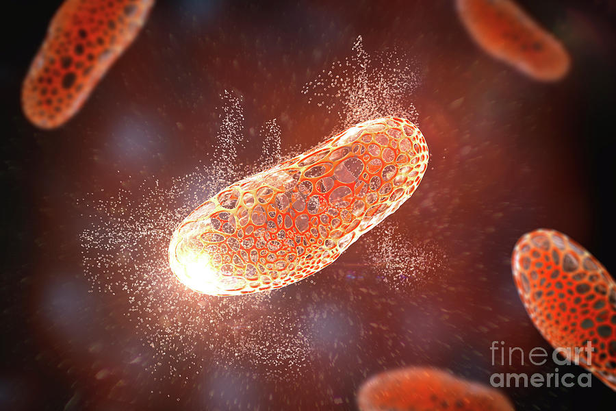 Destruction Of Bacteria Photograph by Kateryna Kon/science Photo