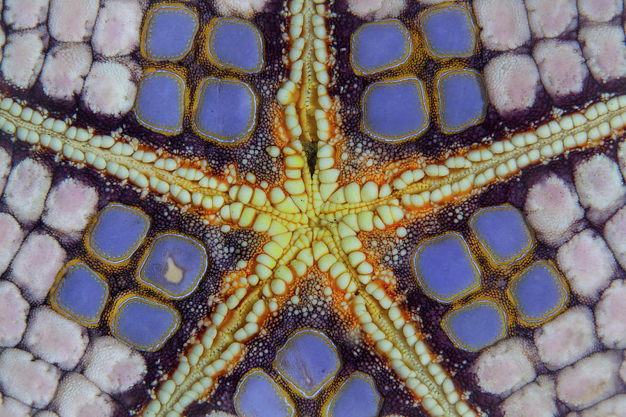 Wildlife Photograph - Detail Of A Pin Cushion Sea Star #1 by Ethan Daniels