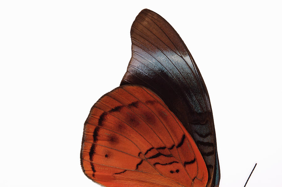 Detail Of Butterfly Wing Panacea #1 Photograph by Paul Taylor
