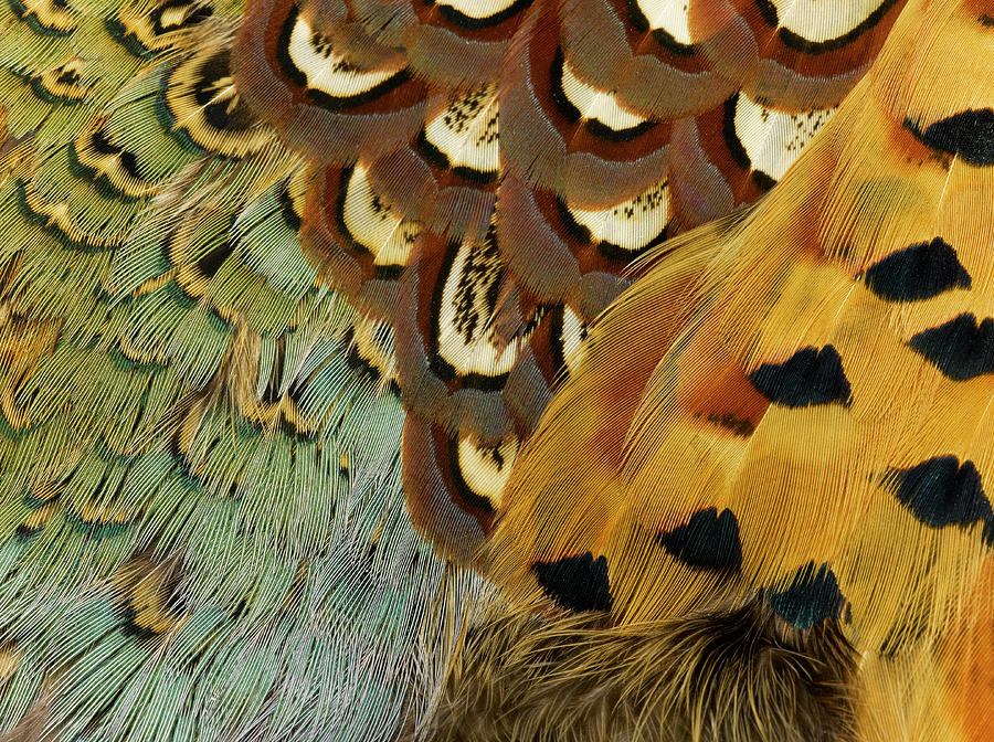 Detail Of Pheasant Feathers Photograph by Jeffrey Coolidge
