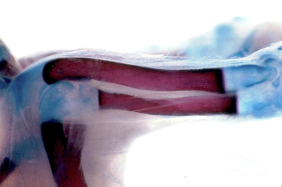 Developing Bones Of Rat Leg #1 Photograph by Jose Calvo / Science Photo Library