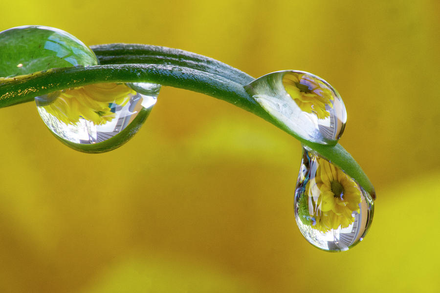 Lily Photograph - Dew Drop Reflecting Flowers #1 by Darrell Gulin