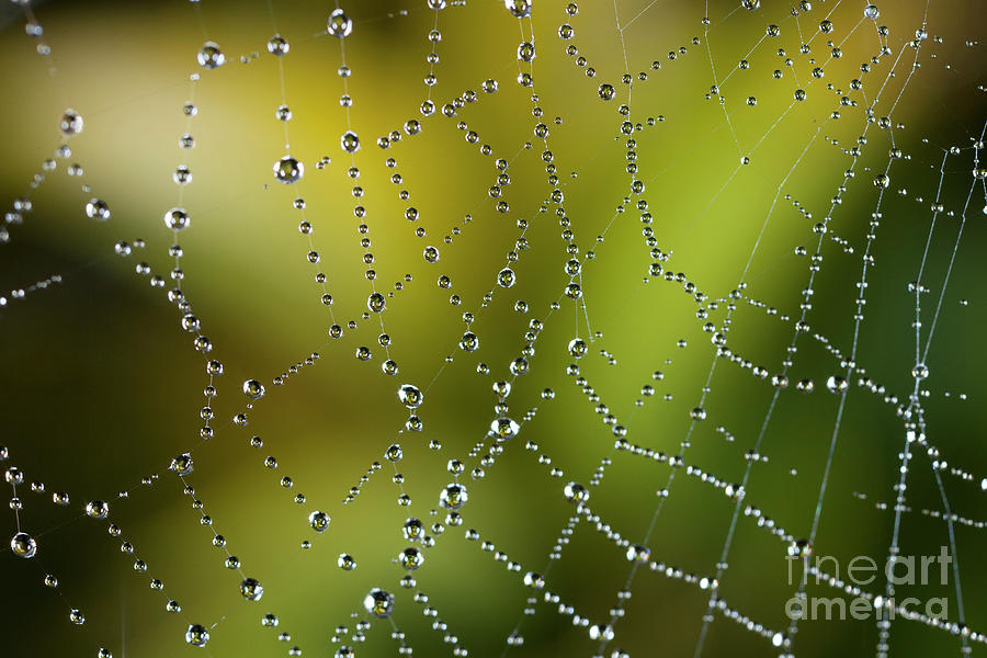 Dew Drops On A Spider Web #1 Photograph by Olivier Vandeginste/science Photo Library
