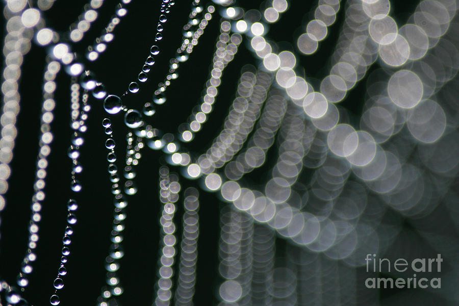 Dew Laden Spider Web #1 Photograph by Science Photo Library Dew Laden Spider Web #1 Photograph by Science Photo Library