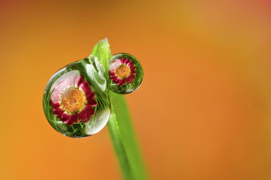 Dewdrop Refraction #1 Photograph by Phil Corley   Goldenorfephotography
