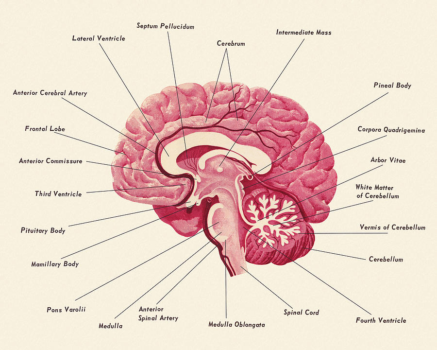 Vintage Drawing - Diagram of a Brain #1 by CSA Images