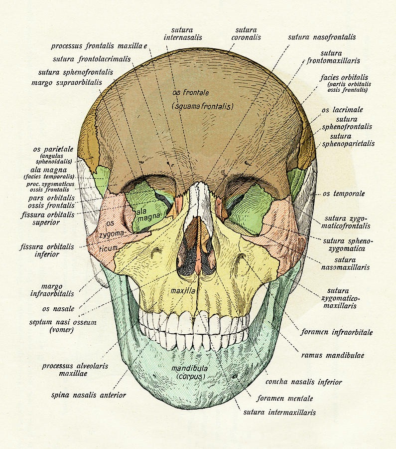 Diagram Blank Diagram Of Human Skull Mydiagram Online