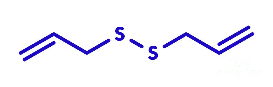 Diallyl Disulfide Garlic Molecule Photograph By Molekuul/science Photo ...