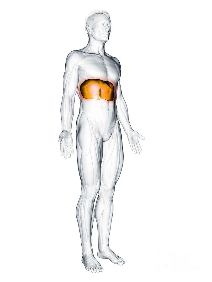 Diaphragm Muscle #1 Photograph by Sebastian Kaulitzki/science Photo Library