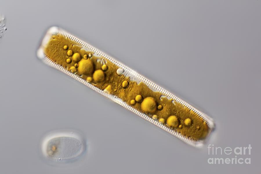 Alga Photograph - Diatom by Frank Fox/science Photo Library Alga Photograph - Diatom by Frank Fox/science Photo Library