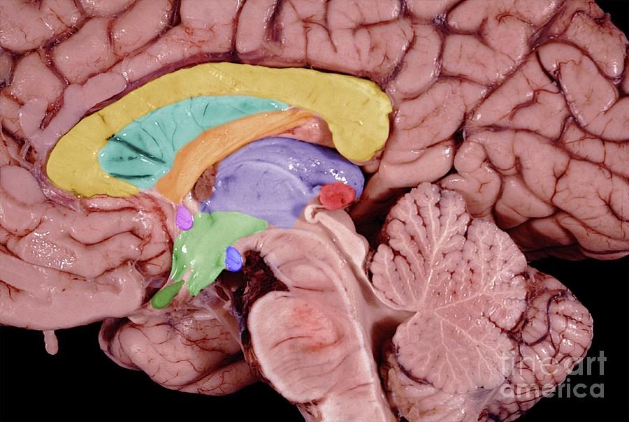 Diencephalon Of The Human Brain #1 Photograph by Jose Calvo / Science ...