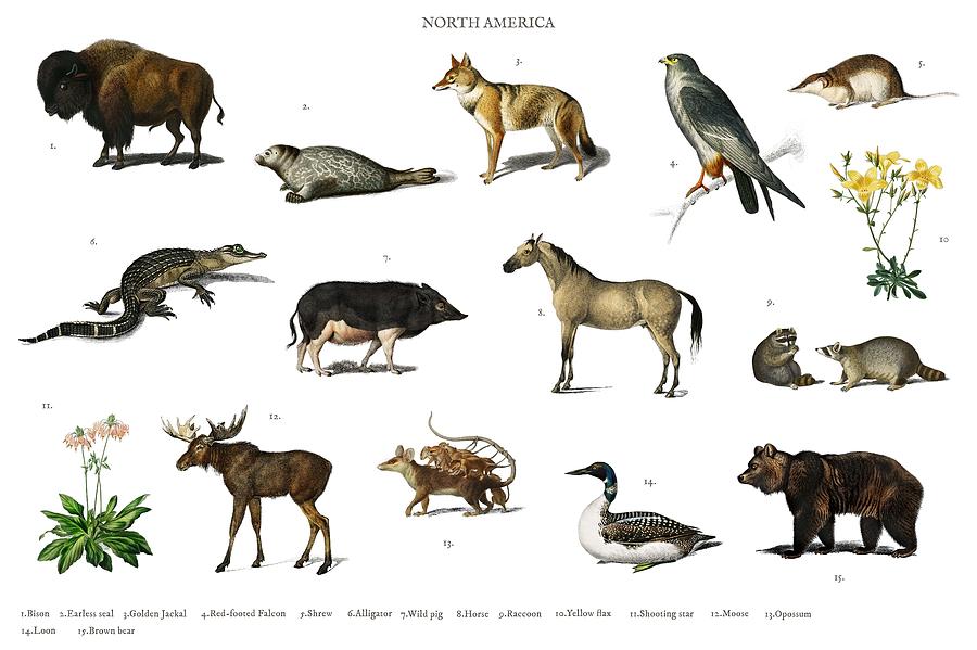 Different types of animals illustrated by Charles Dessalines D Orbigny 1806  1876 3 Painting by Celestial Images - Pixels