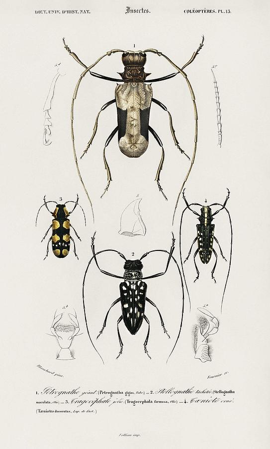Different types of beetles illustrated by Charles Dessalines D Orbigny  1806-1876 12 #1 Painting by Celestial Images