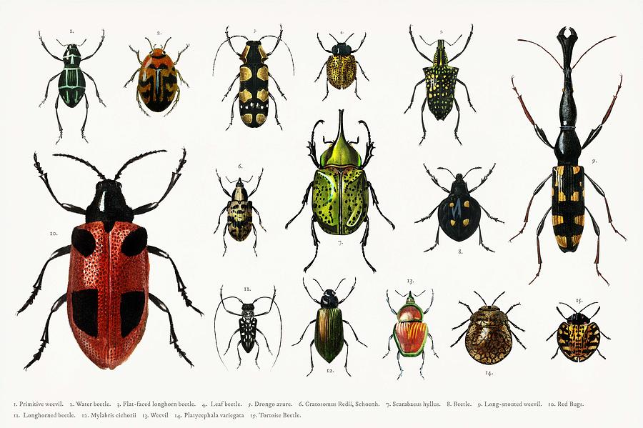 Different Types Of Insects Illustrated By Charles Dessalines D  Orbigny  1806 1876  3 Painting