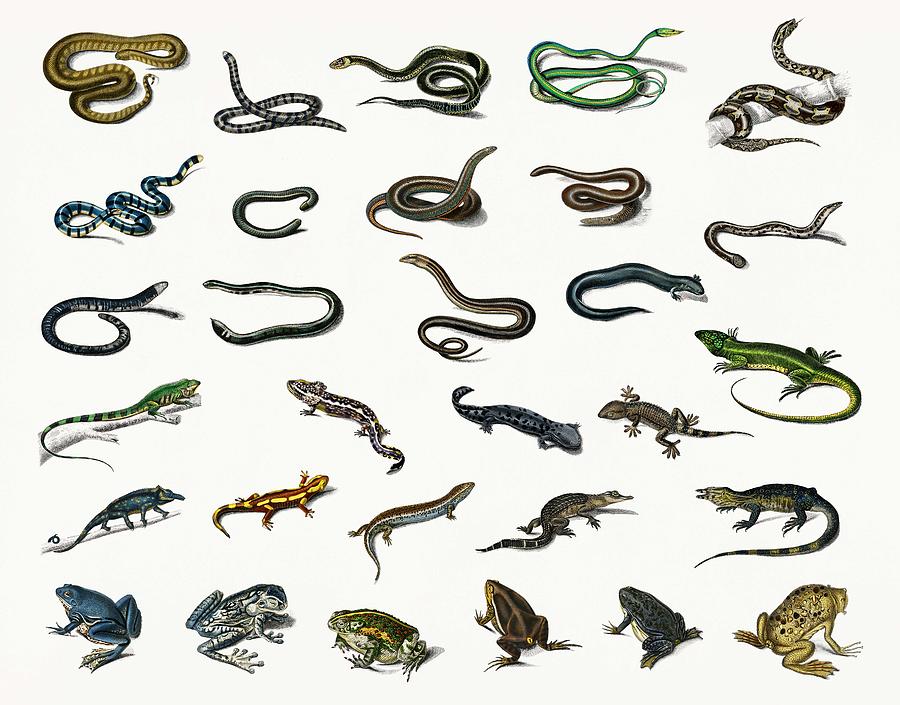 Different types of reptiles illustrated by Charles Dessalines D Orbigny