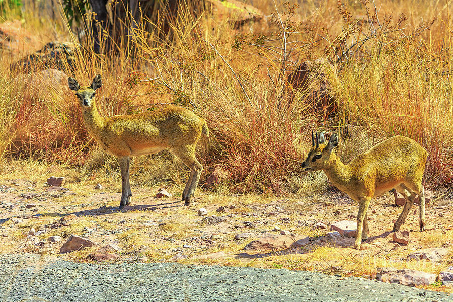 Dik dik small antelopes #1 Photograph by Benny Marty