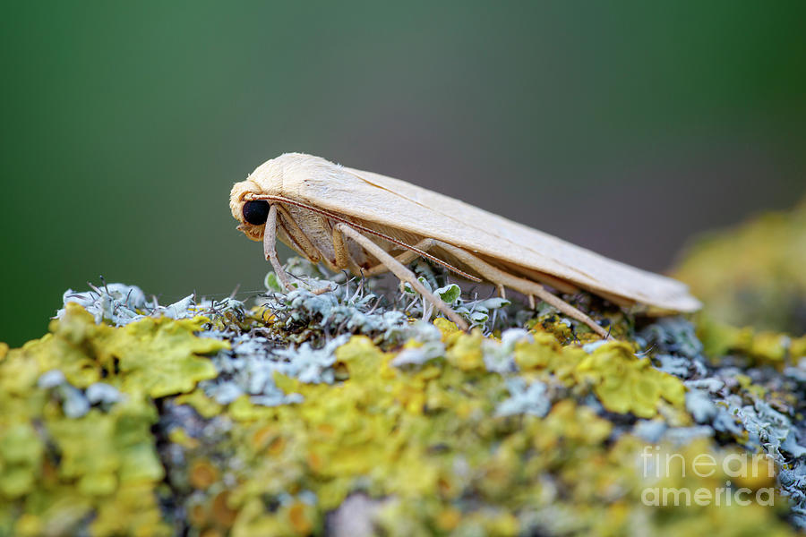 Nature Photograph - Dingy Footman Moth #1 by Heath Mcdonald/science Photo Library