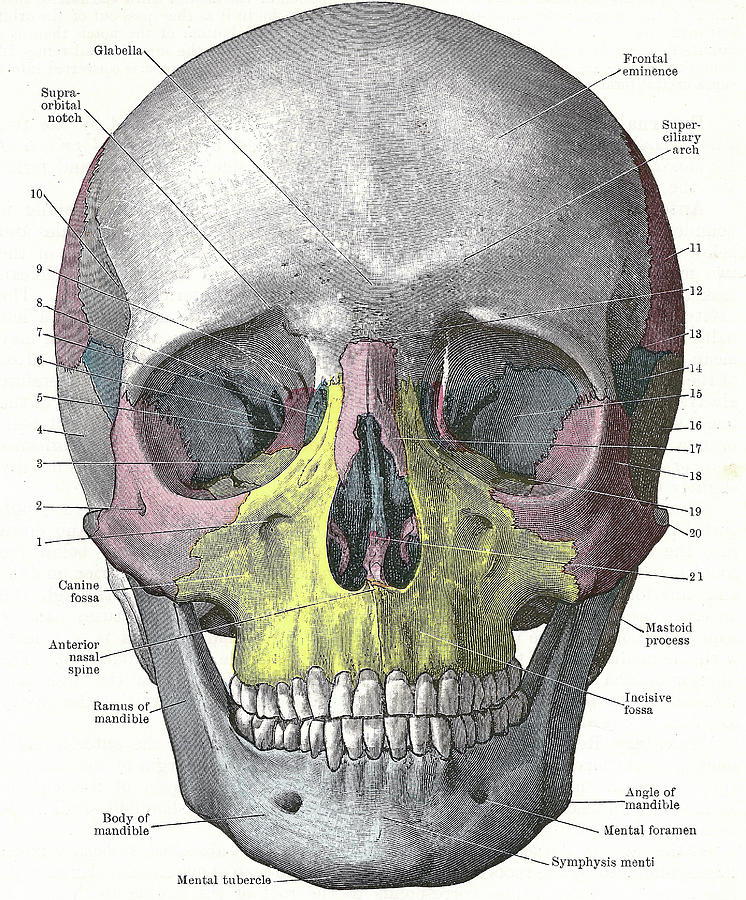 Dissection of the human head #1 Photograph by Steve Estvanik
