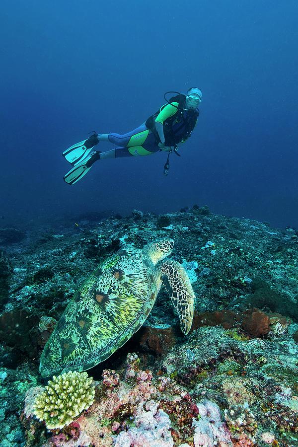 Diver & Green Turtle, Indonesia #1 Digital Art by Corrado Giavara