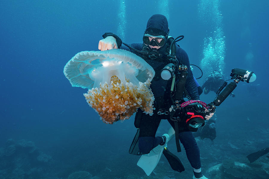 Diver Encounter Jellyfish In The Clear Waters Of The Gulf Of Thailand ...