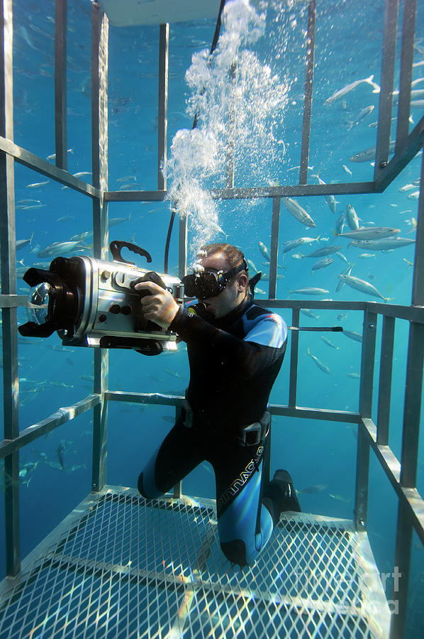 Diver Filming From A Shark Cage #1 by Scubazoo/science Photo Library