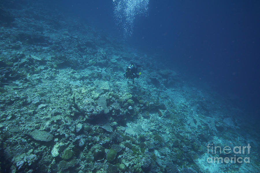 Diver Surveying Dead Coral Reef #1 Photograph by Alexander Semenov/science Photo Library