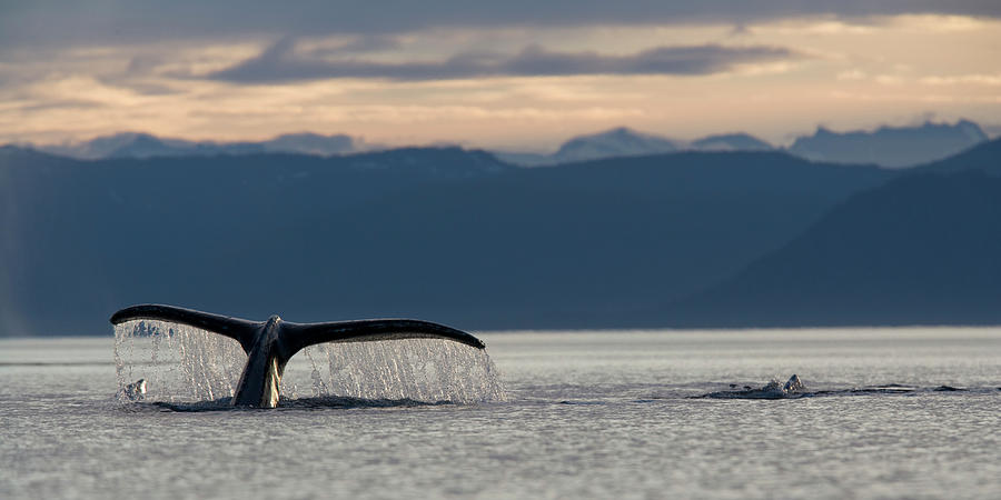 Diving Humpback Whale, Alaska Photograph by Paul Souders